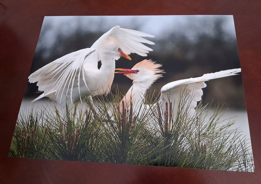 CATTLE EGRETS PHOTOGRAPH 16x12