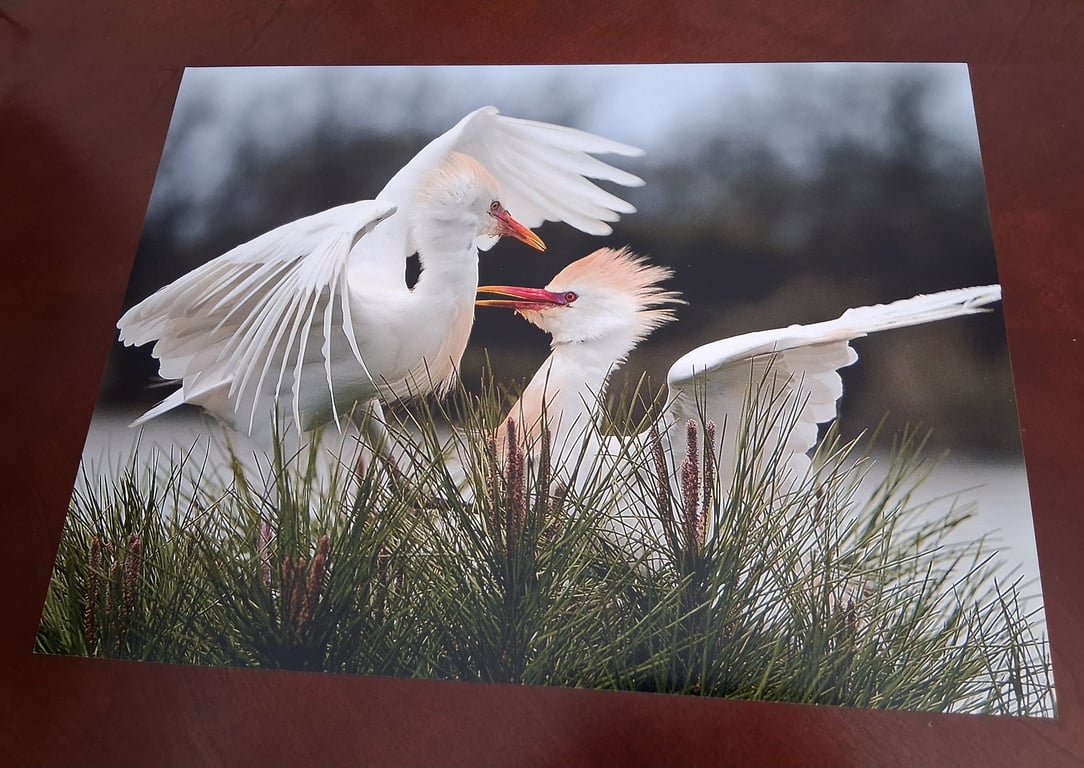 CATTLE EGRETS PHOTOGRAPH 16x12