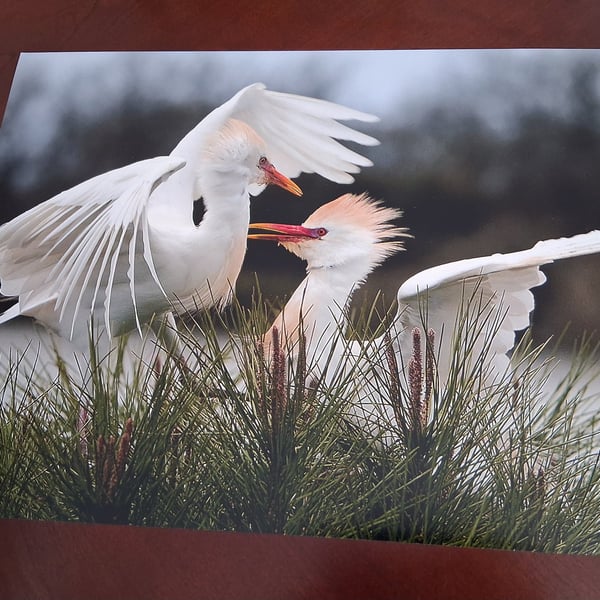 CATTLE EGRETS PHOTOGRAPH 16x12