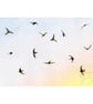 Swifts In The Sky Original Watercolour Painting 26 x 18 cm