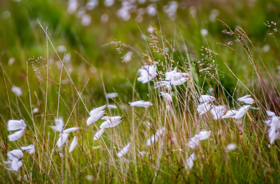 Wall art photo print “Cotton Grass” - decor for your living room or new home