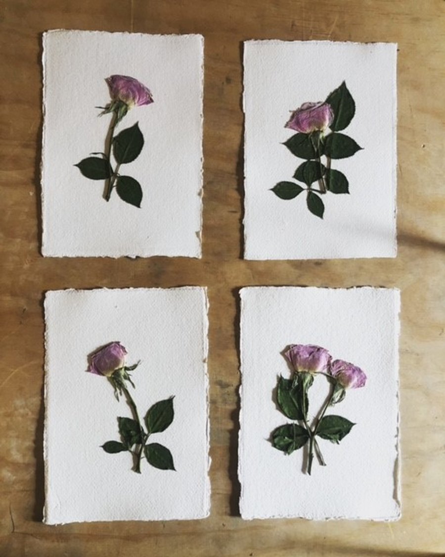 Set of Pressed Rose Flowers, A5