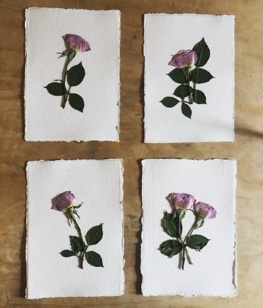 Set of Pressed Rose Flowers, A5