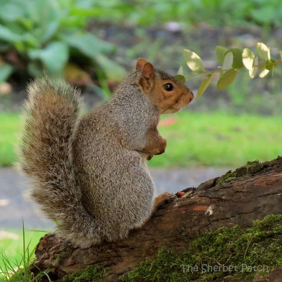 Squirrel.  A card featuring an original photograph.  Blank inside.