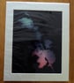 Holly II Print from Original Photogram - Sage mount to fit 10x12 inch frame 
