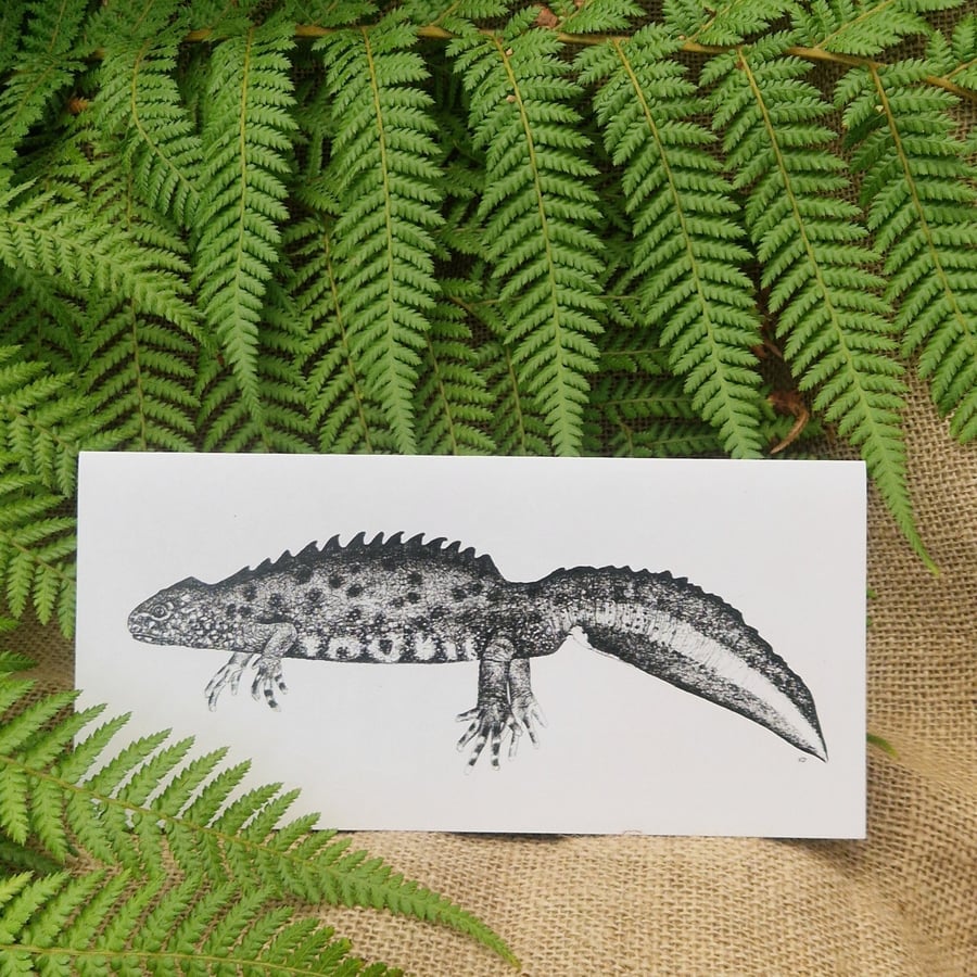 Great crested newt card