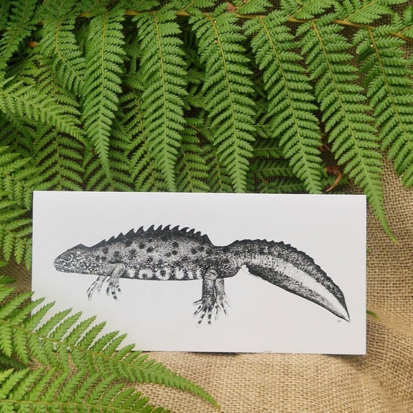 Great crested newt card