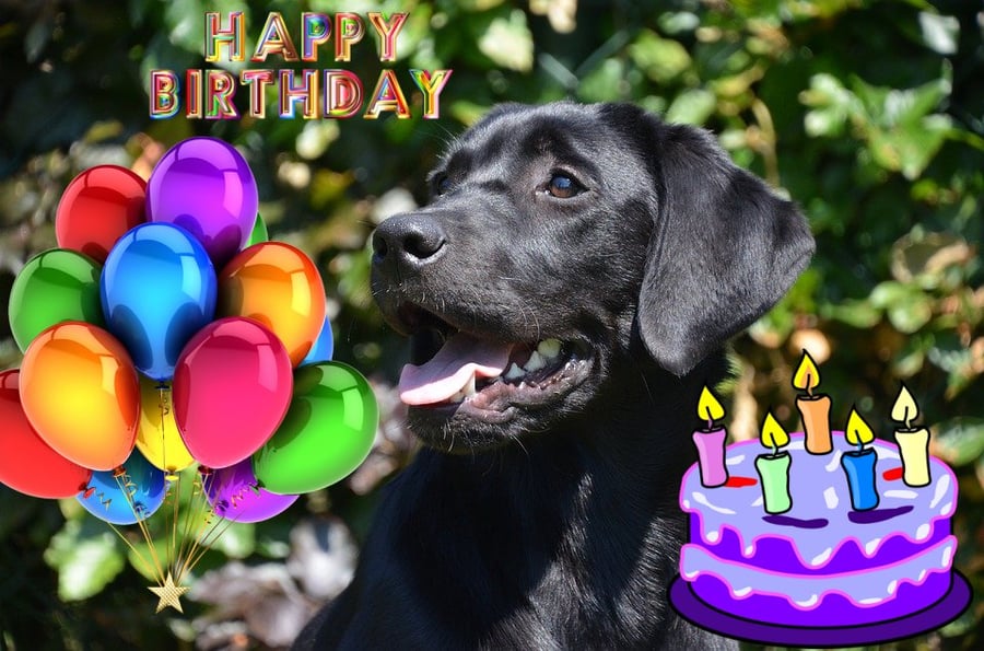 Black Labrador Birthday Card A5 Size 