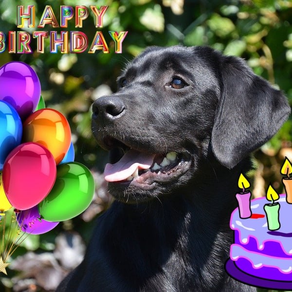 Black Labrador Birthday Card A5 Size 