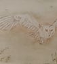 Barn owl colour drypoint  - Image 5