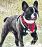 Scrunchie Dog and Cat Bandana - "The Highlander", 100% Cotton, Stylish Pet 