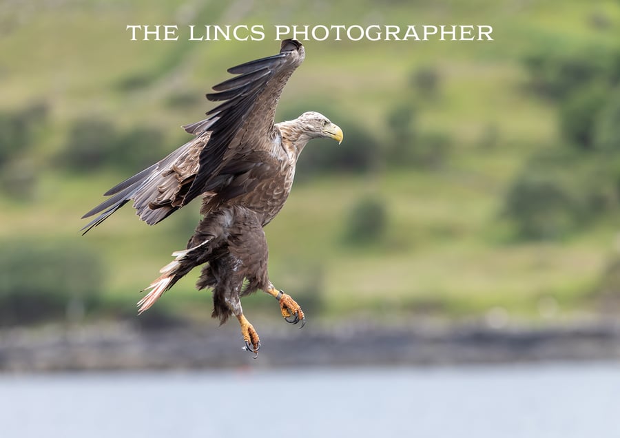White Tailed Eagle in flight print (Limited edition of 10)