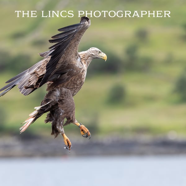 White Tailed Eagle in flight print (Limited edition of 10)