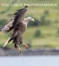 White Tailed Eagle in flight print (Limited edition of 10)