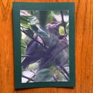 Handmade photo card of two 'Young Blackcaps' 
