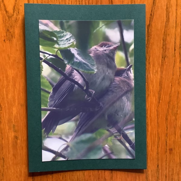 Handmade photo card of two 'Young Blackcaps' 