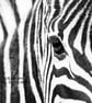 Exclusive Beautiful Zebra Greetings Card - Image 2