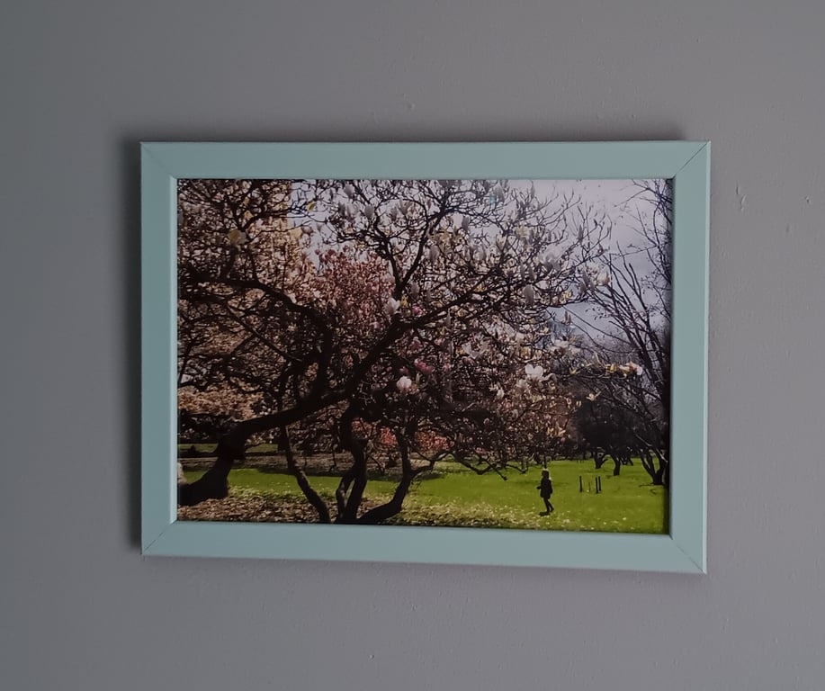 Magnolias in Bloom in Bute Park, Cardiff Framed A4 photograph Spring Time