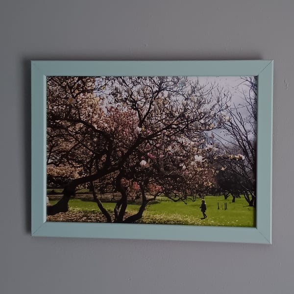 Magnolias in Bloom in Bute Park, Cardiff Framed A4 photograph Spring Time