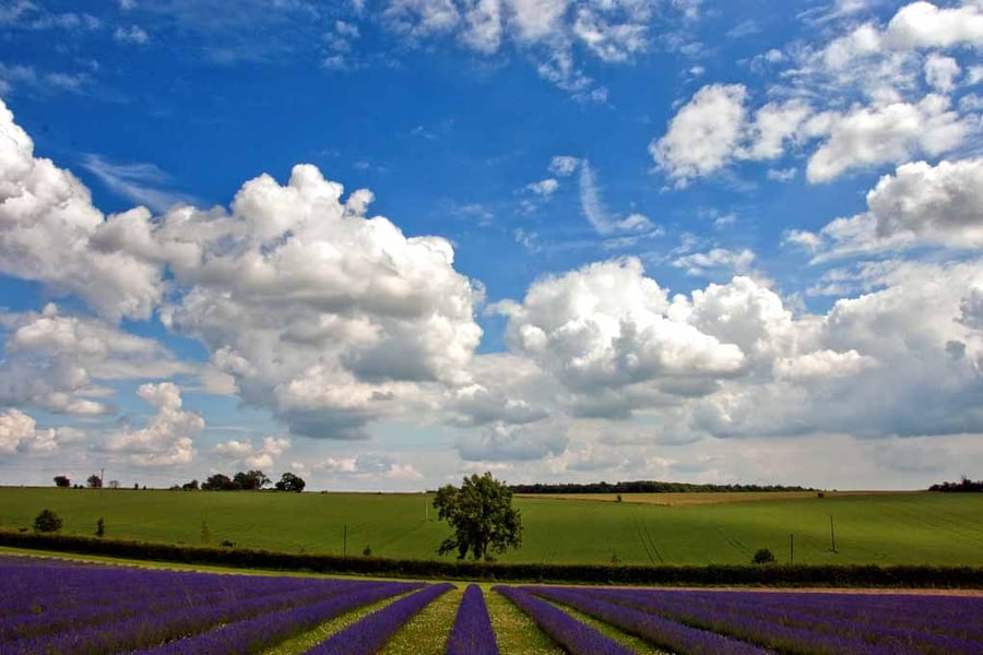 Lavender Field Purple Flowers Cotswolds Photograph Print