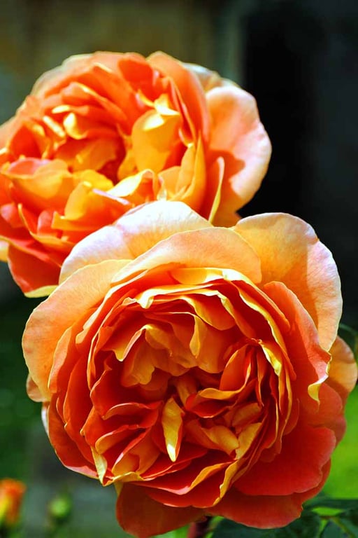 Orange Rose Summer Flower Perennial Flowering Plant Photograph Print