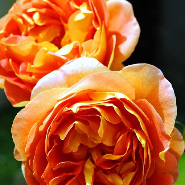 Orange Rose Summer Flower Perennial Flowering Plant Photograph Print