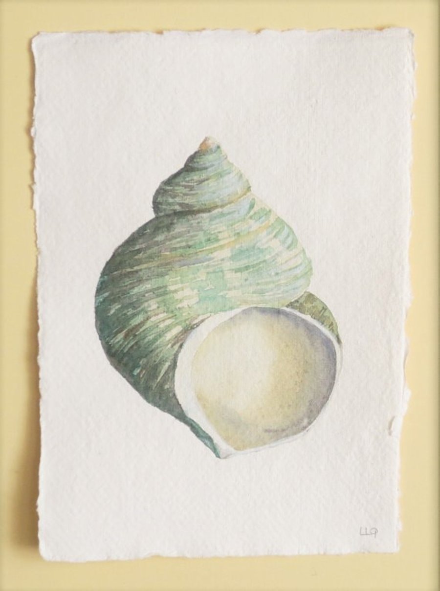 Watercolour painting of a green turbo sea shell whelk coastal nature study