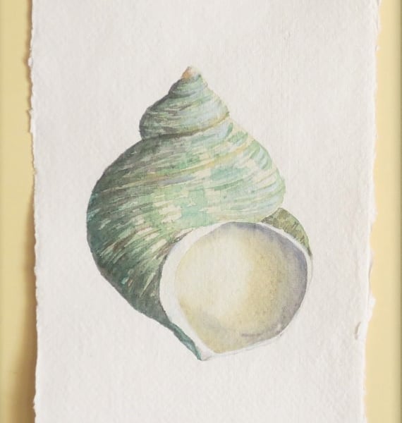 Watercolour painting of a green turbo sea shell... - Folksy