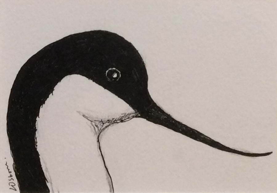 Avocet - original pen and ink. Bird. Wildlife. ACEO