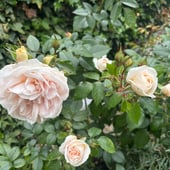 Pleasant Cottage Crafts