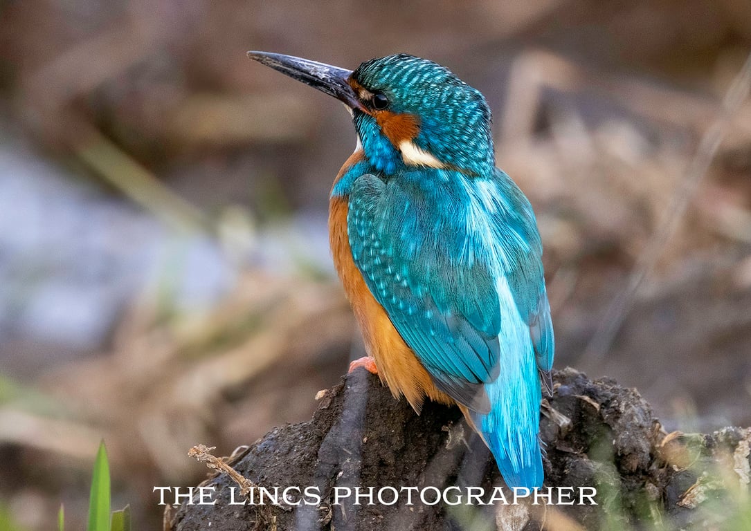 Kingfisher print (Limited edition of 10)