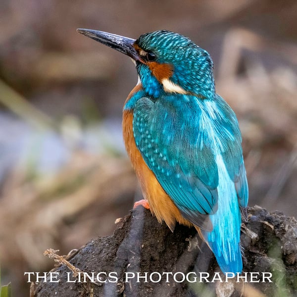 Kingfisher print (Limited edition of 10)