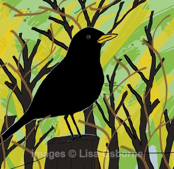 Blackbird. Signed print. Digital illustration. Wildlife. Garden birds