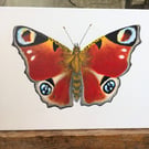 Peacock Butterfly Painting 