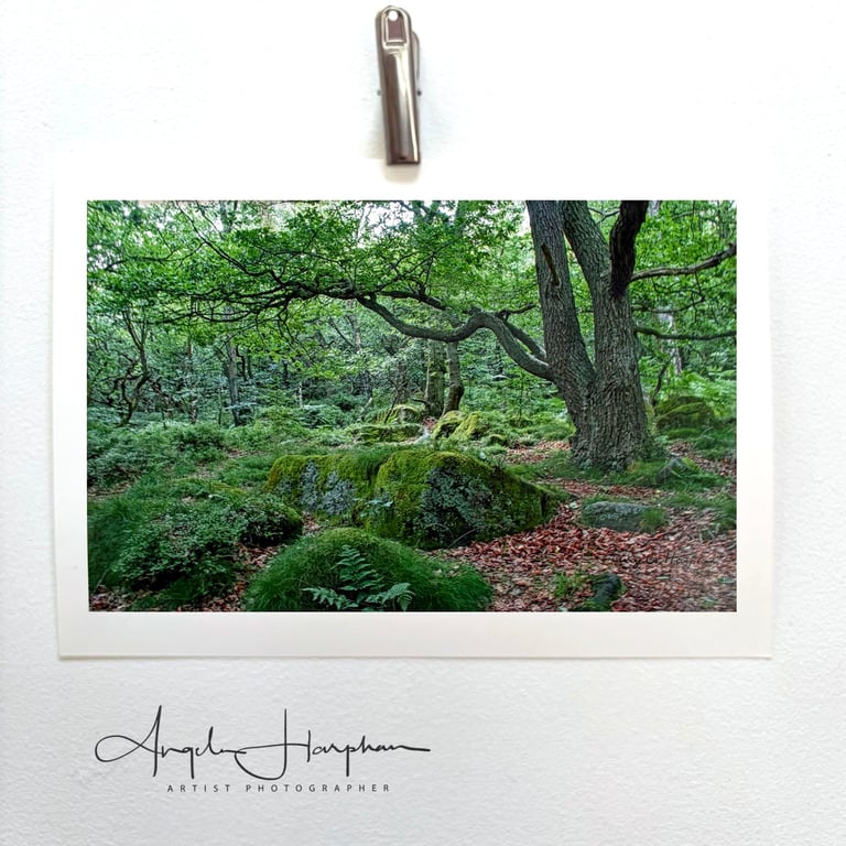 Unframed Colour Photograph A4 - Padley Gorge Derbyshire Woodland