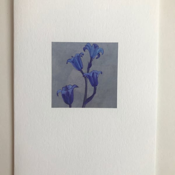 Spanish Bluebell