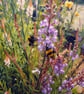 A5 Greeting Card Bees In The Garden 