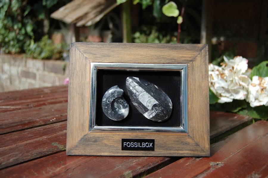Goniatite and Orthoceras framed