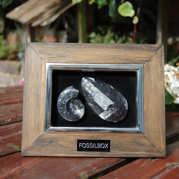 Goniatite and Orthoceras framed