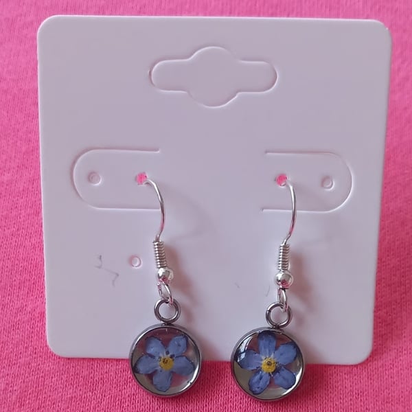 Dried flower earrings, Forget me not dangle silver earrings 