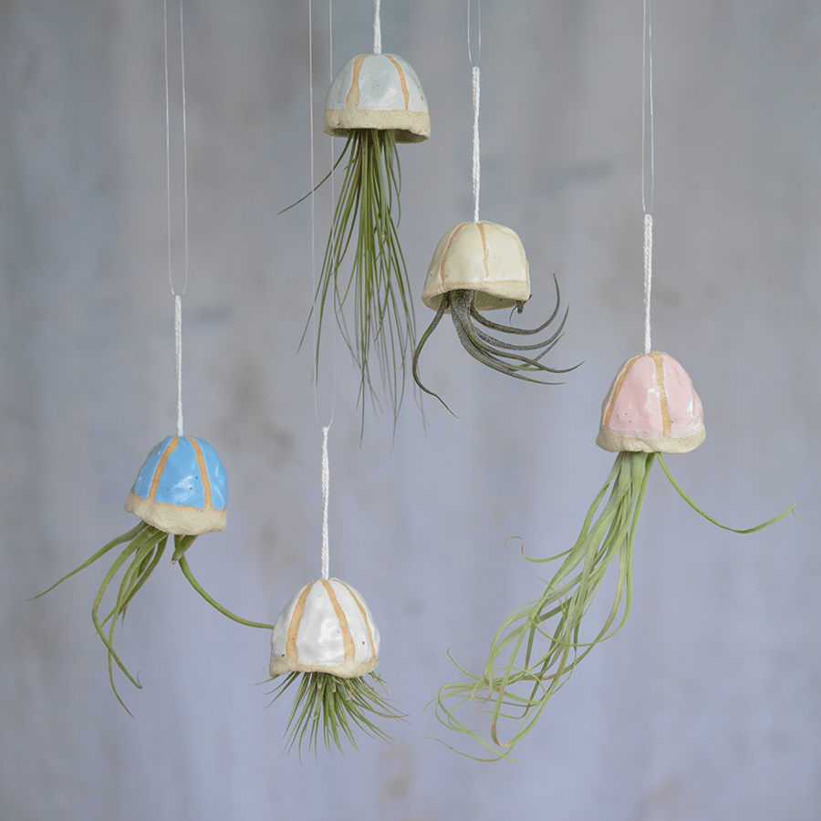 Hanging Jellyfish Air Plants 5 Pastel Colours