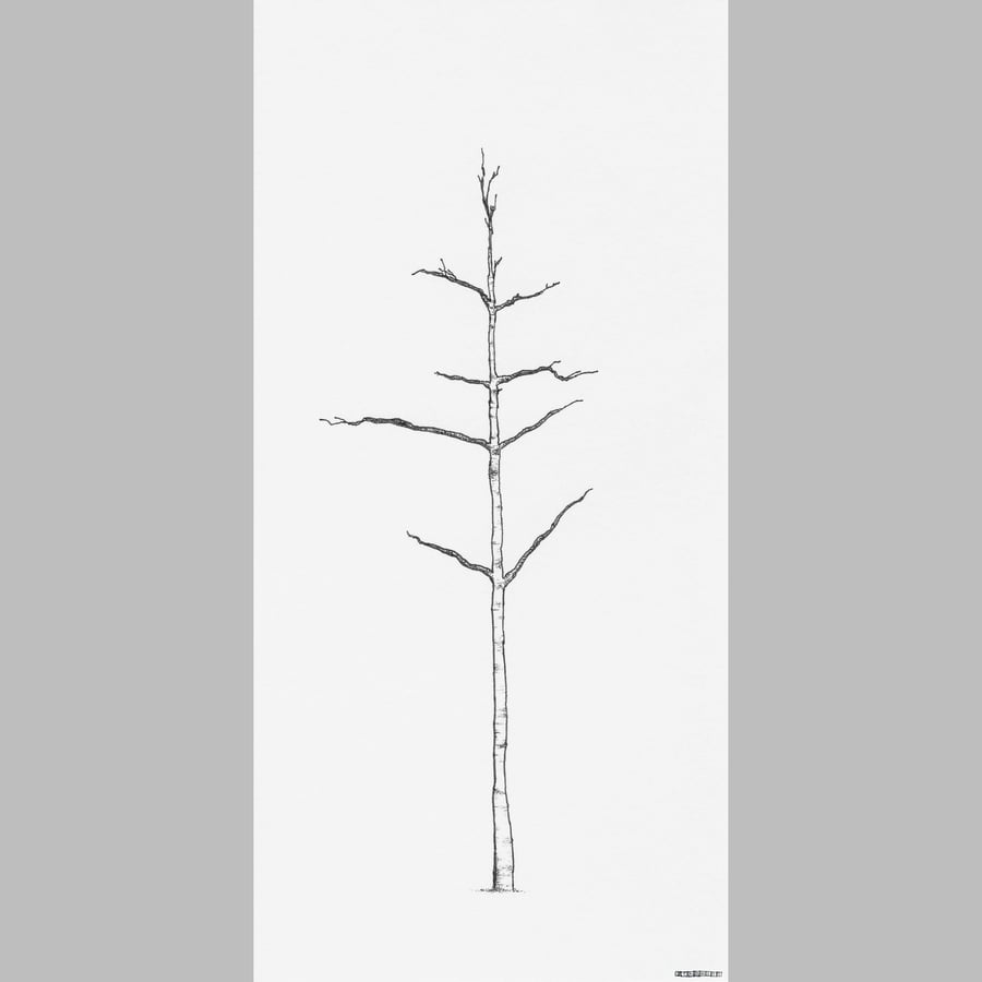 Silver Birch Pen Drawing Limited Edition giclee print