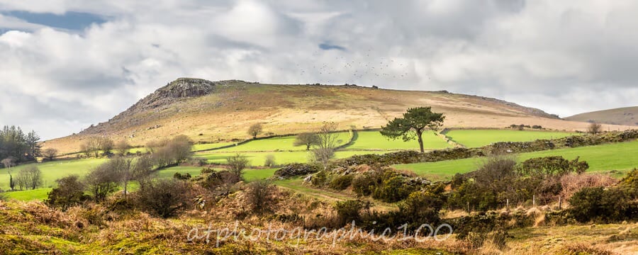 Wall art panoramic photo print of Sheeps Tor and Birds, Dartmoor