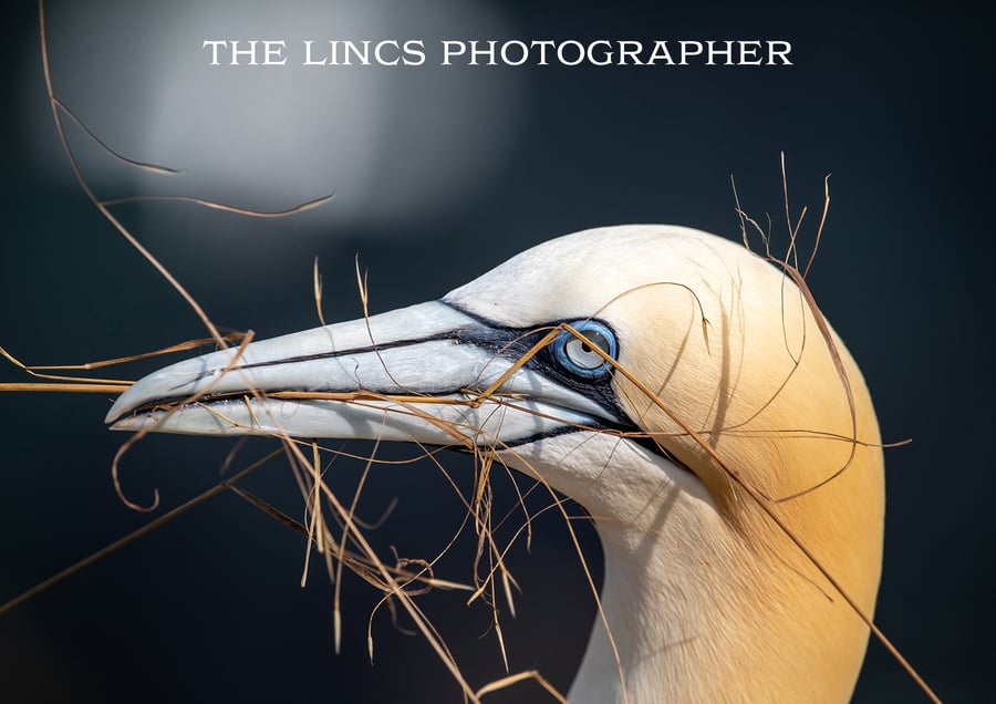 Gannet print (Limited edition of 10)