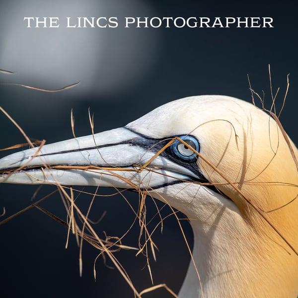 Gannet print (Limited edition of 10)