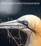 Gannet print (Limited edition of 10)