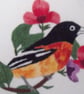 Baltimore Oriole REDUCED PRICE - Image 3