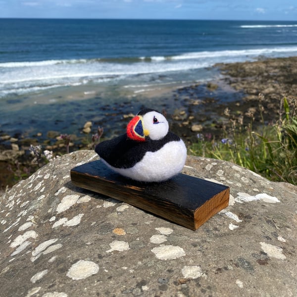 Pippin - Sitting Puffin