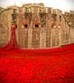 Tower Of London Red Poppy Memorial England Photograph Print