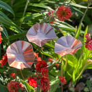 3 x Copper Bee Drinkers